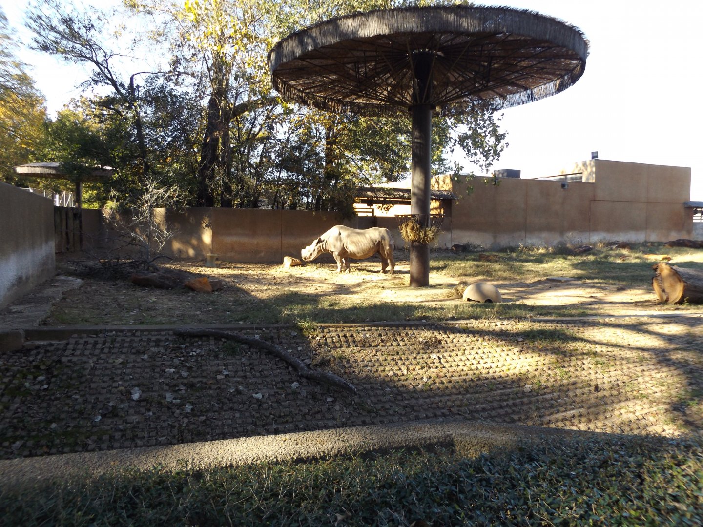 East Africa- Rhino Exhibit