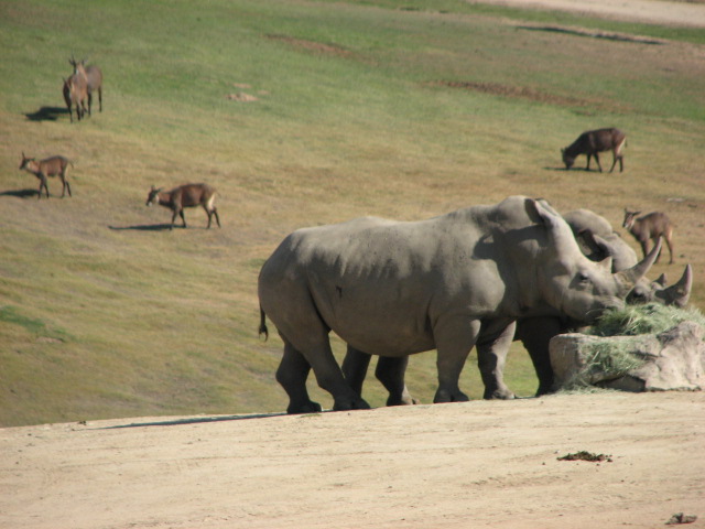East Africa - Southern White Rhinoceros and Lake Victoria Defassa Waterbuck