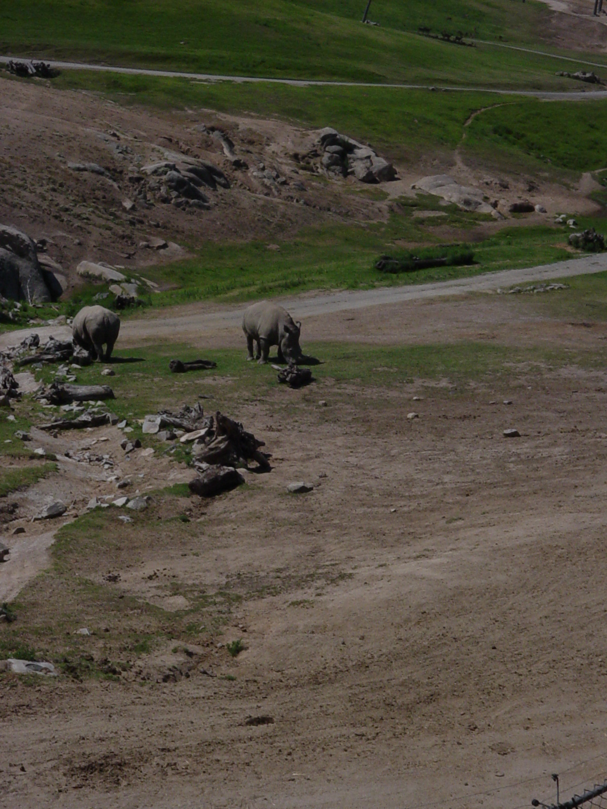 East Africa - Southern White Rhinoceros