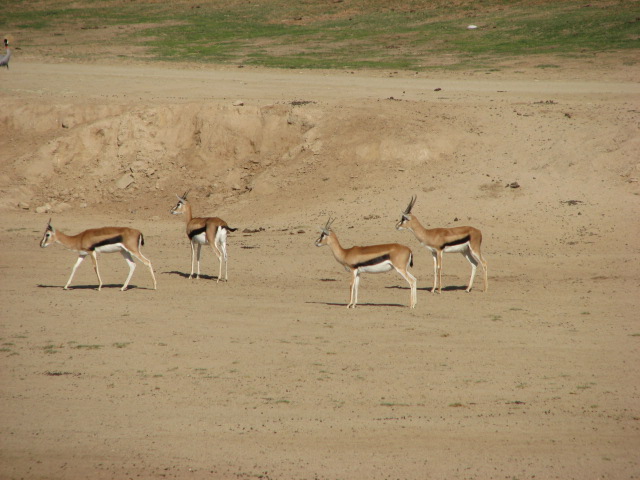 East Africa - Thomson's Gazelle