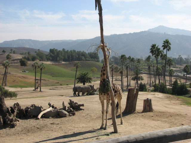 East Africa - Uganda Giraffe and Southern White Rhinoceros