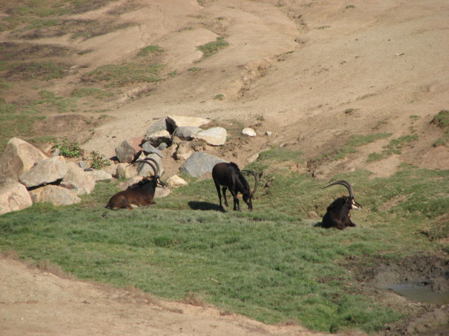 East Africa - Zambian Sable Antelope