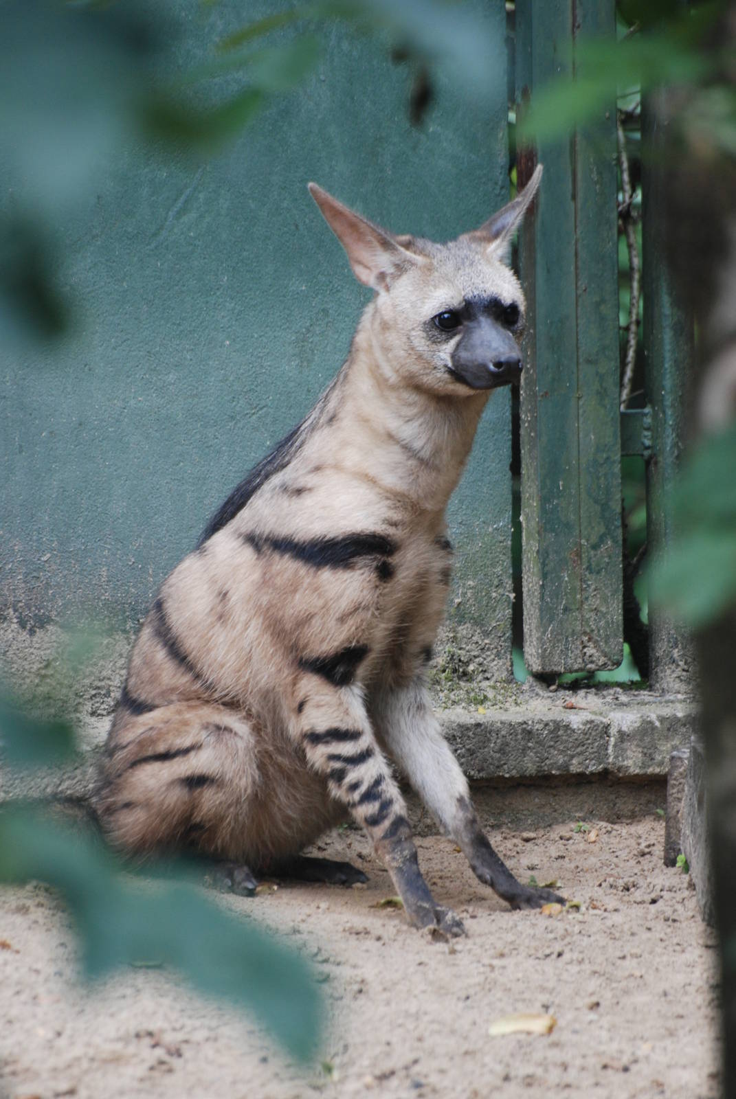 East African Aardwolf at Tierpark Berlin, 30/08/11
