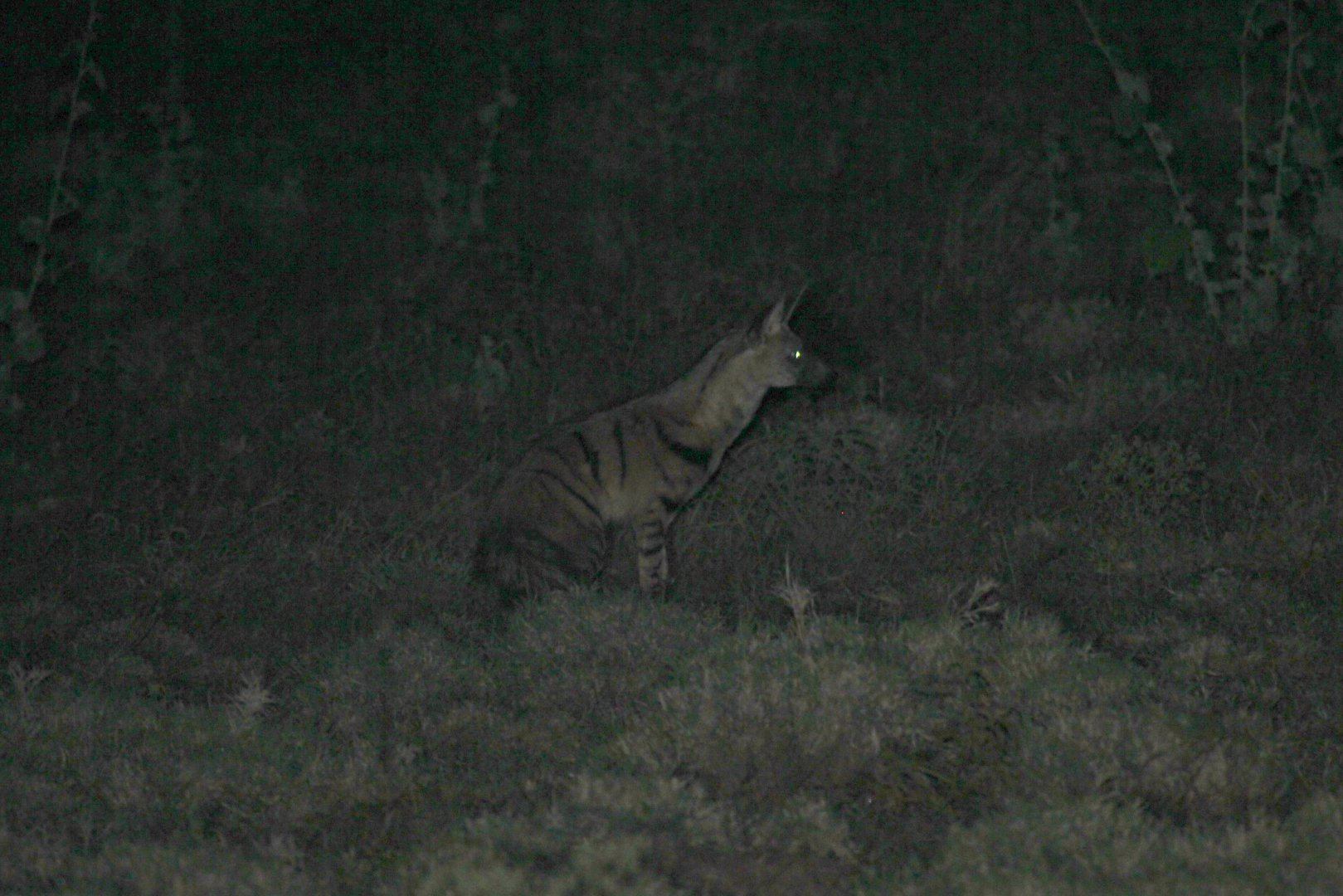 East African aardwolf (Proteles cristata septentrionalis)