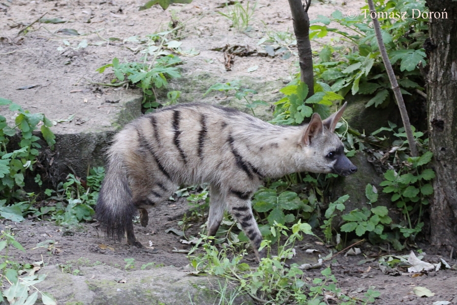 East African Aardwolf (Proteles cristatus septentrionalis).