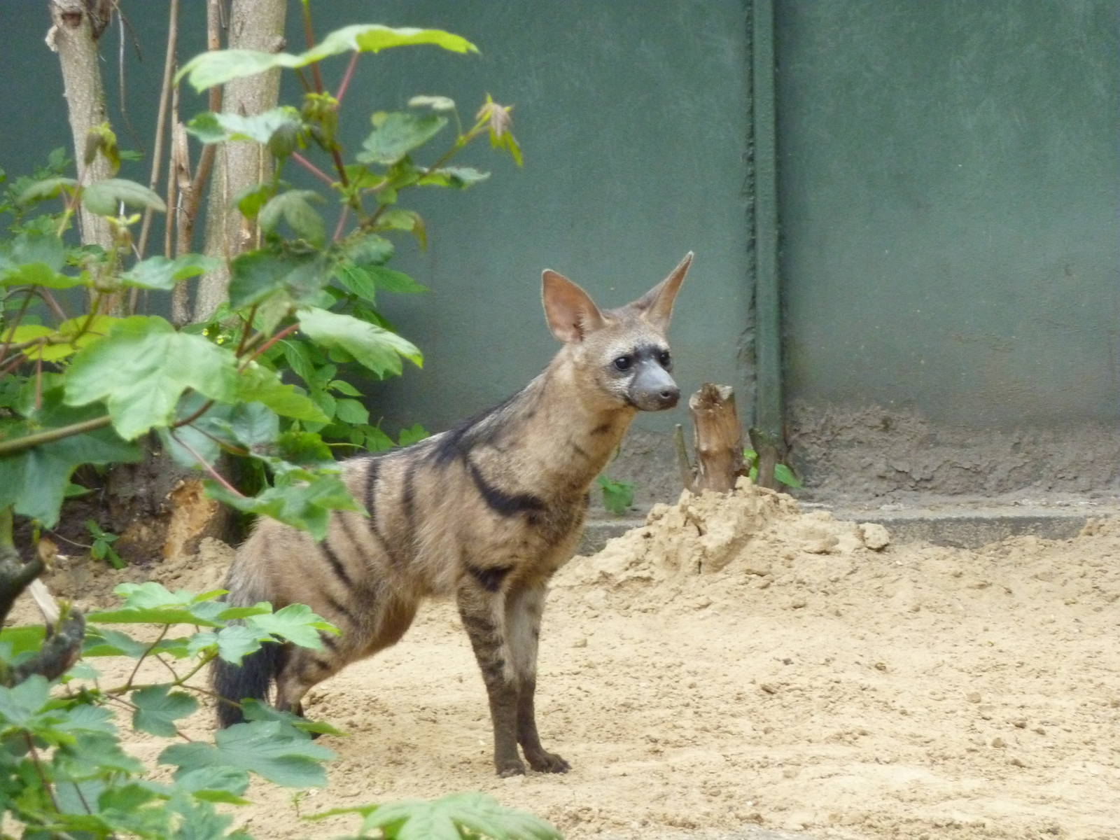 East African aardwolf