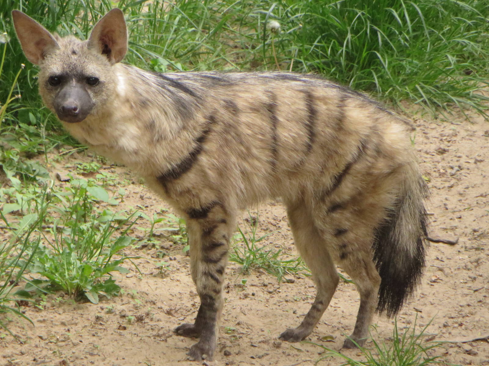 East African aardwolf