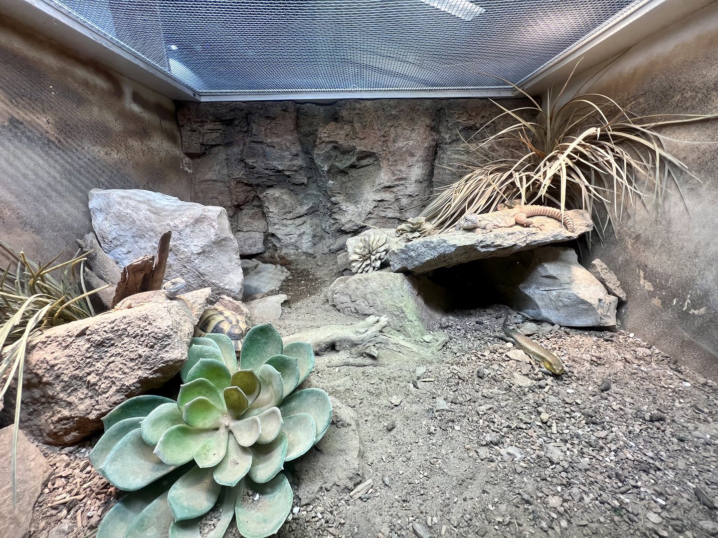 East African Arid Reptiles Exhibit