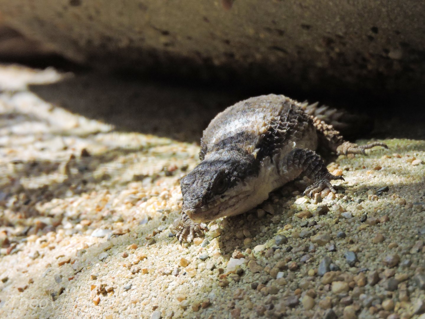 East African armadillo lizard [2017]