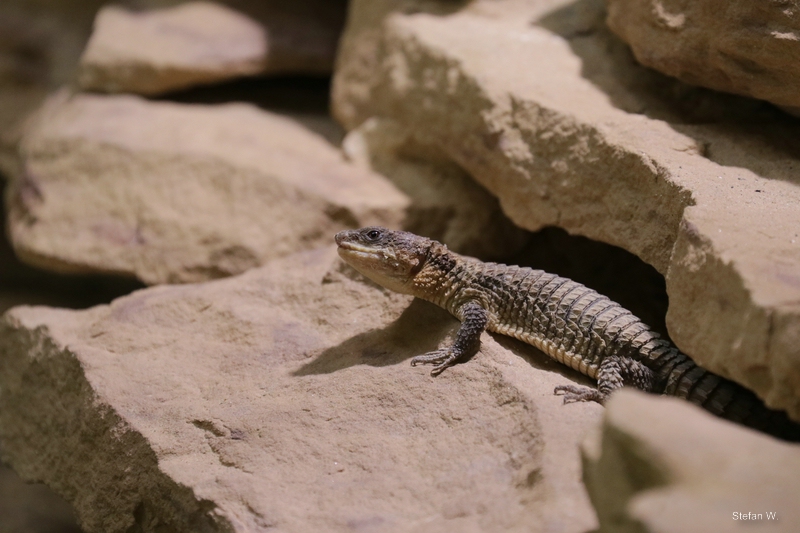 East African armadillo lizard (Cordylus tropidosternum)