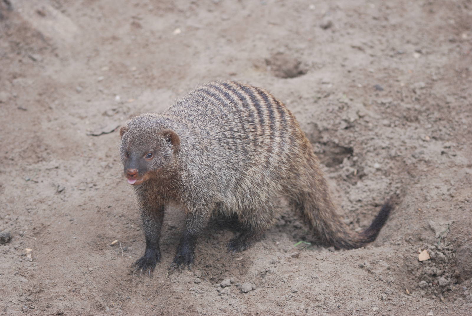 East African Banded Mongoose at Tierpark Berlin, 30/08/11
