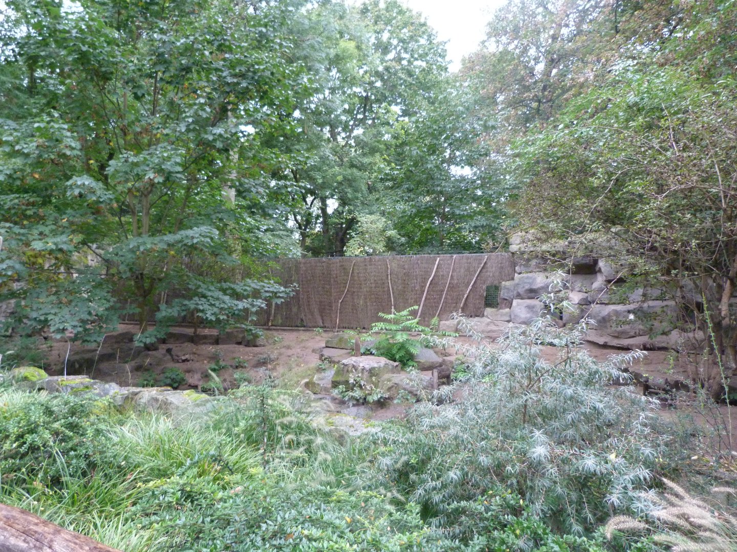 East African banded mongoose exhibit -Tierpark Berlin (2024)