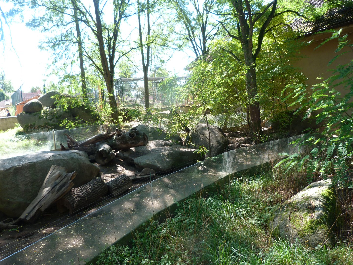 East African banded mongoose exhibit -Zoo Plzeň (2025)