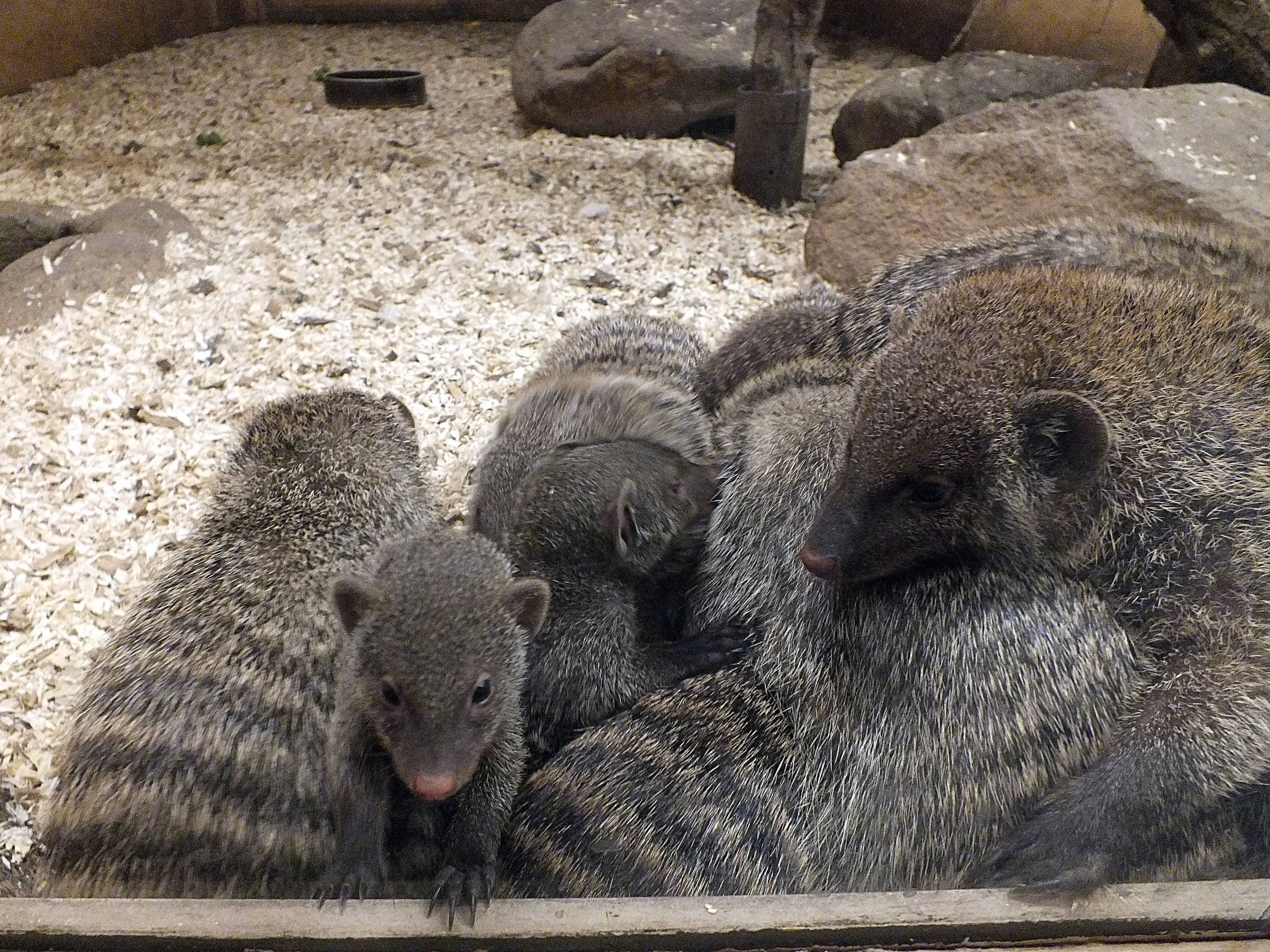 East African banded mongoose kits