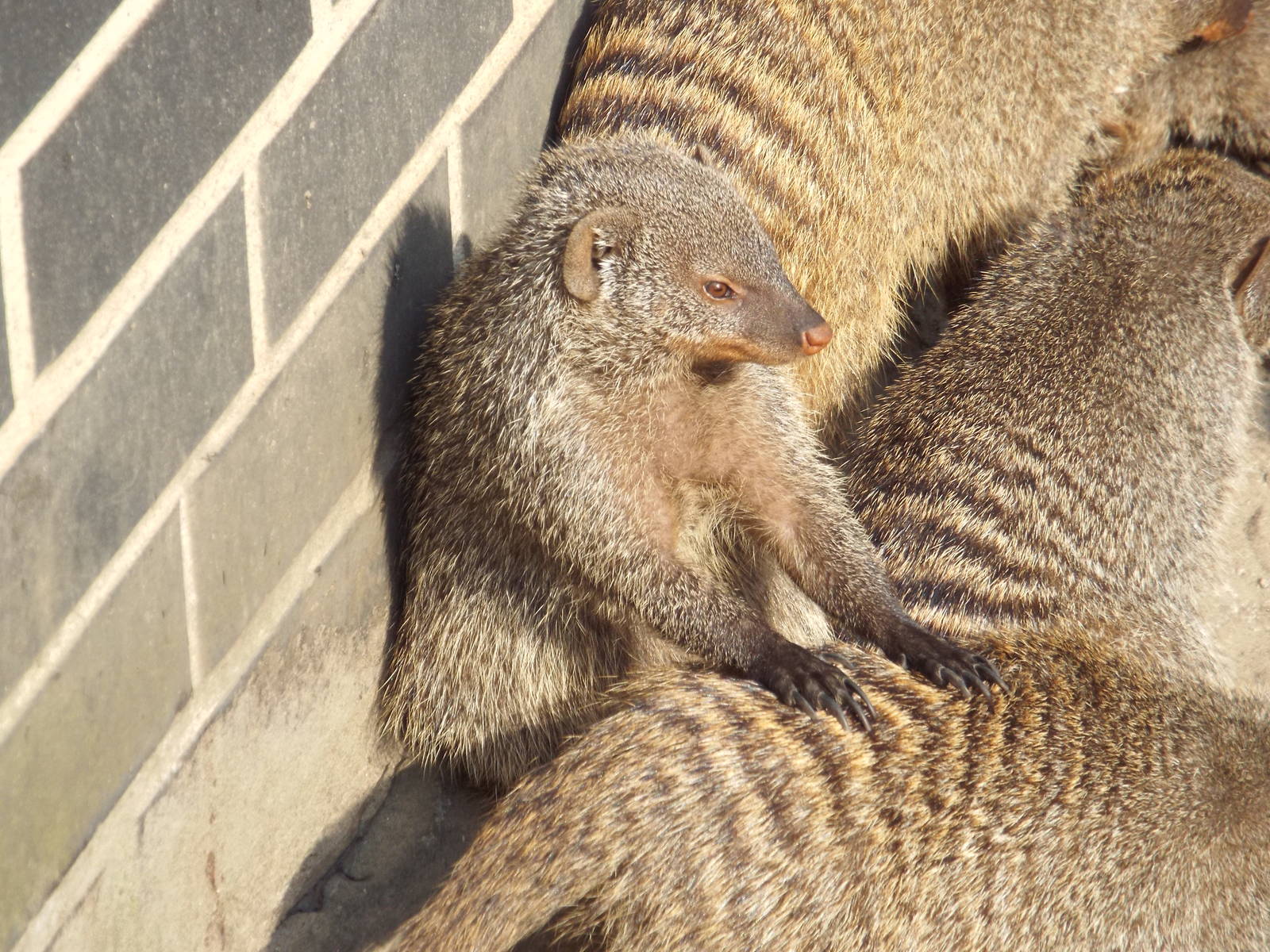 East African Banded Mongoose (Mungos mungo colonus) at Tierpark Berlin - 3