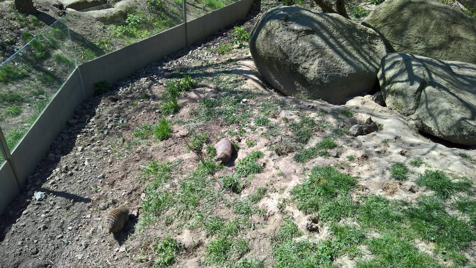 East African banded mongoose