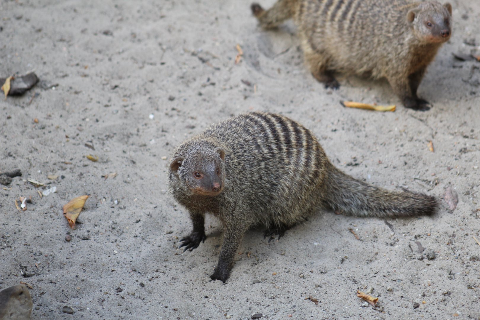 East African Banded Mongoose