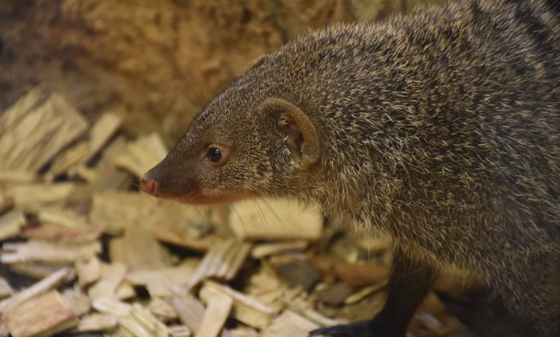East African banded mongoose