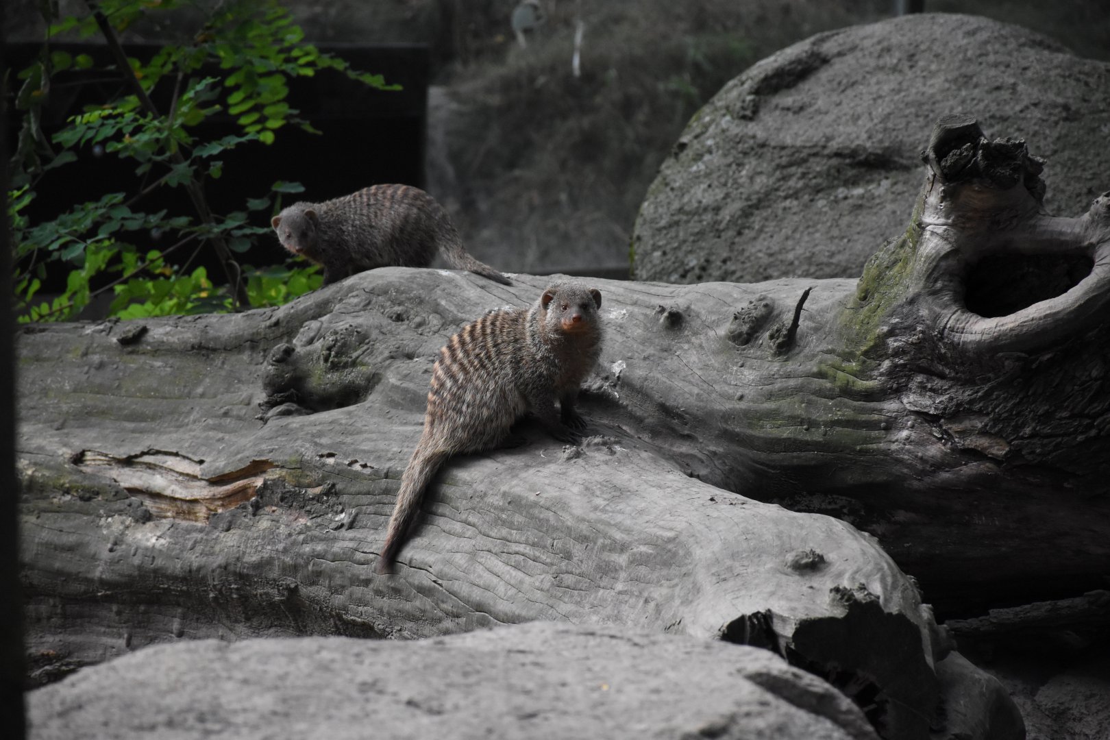 East African banded mongoose