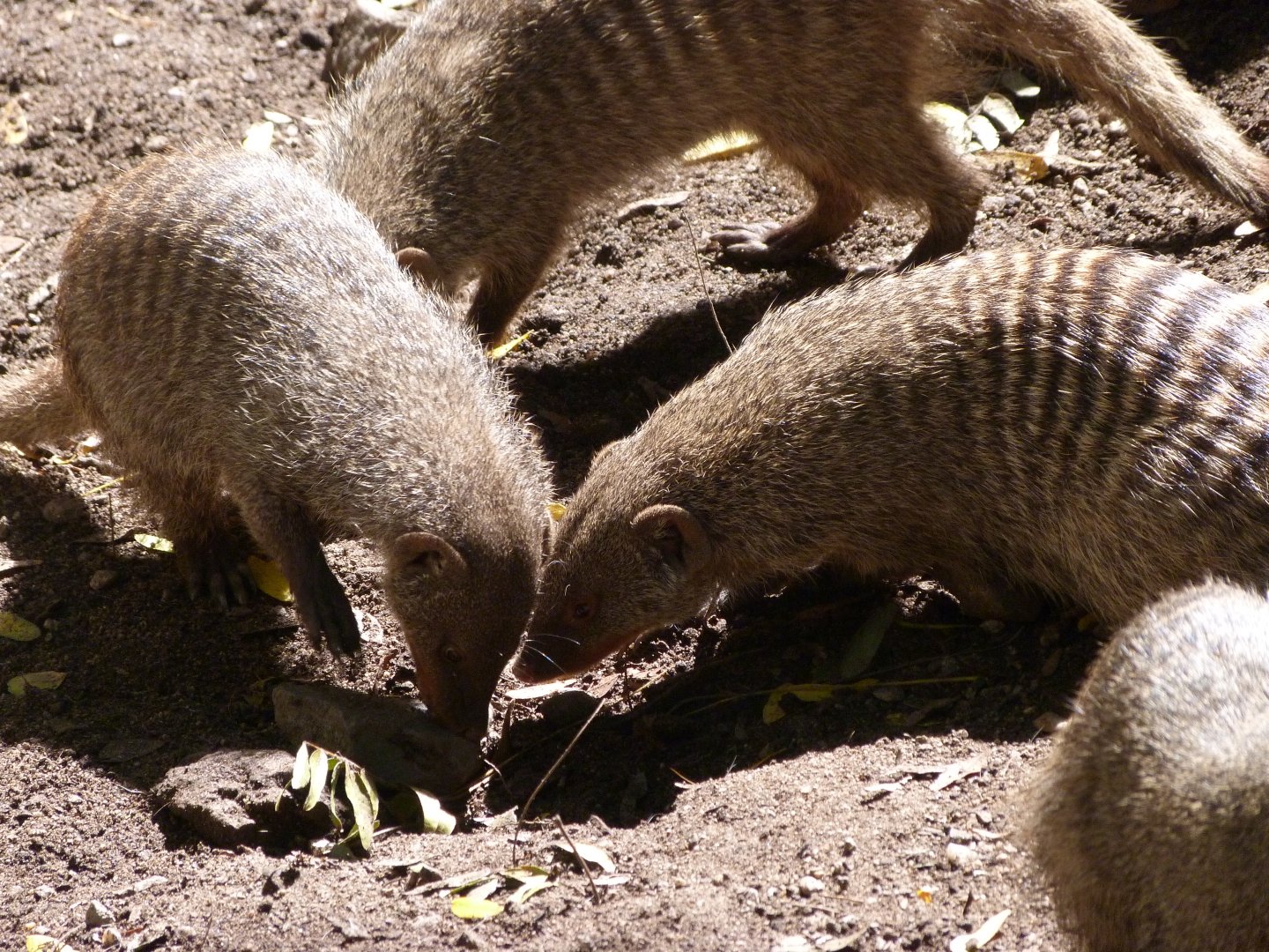East African banded mongooses -Zoo Plzeň (2025)