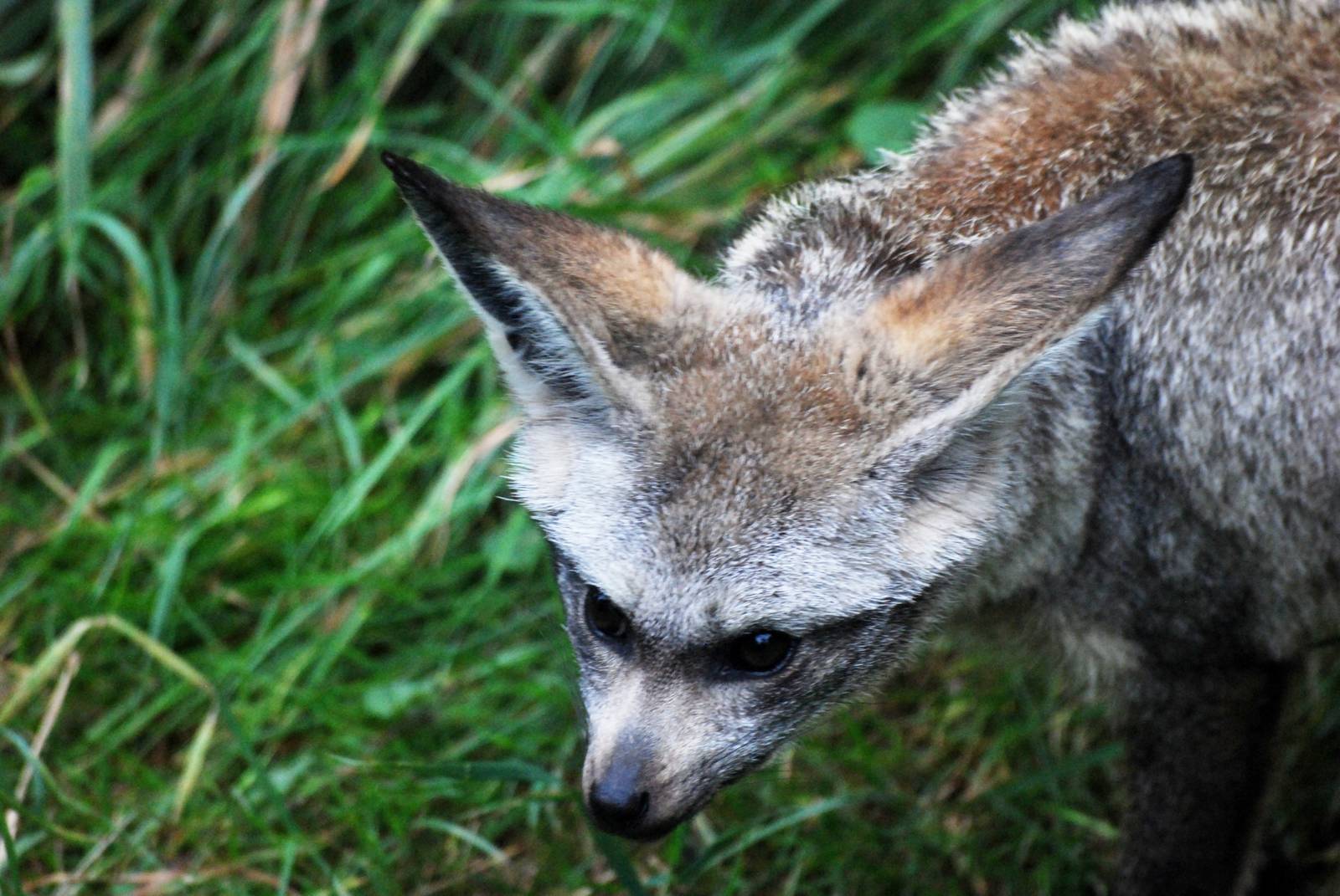 East African Bat-eared Fox at Pilsen, 01/09/12