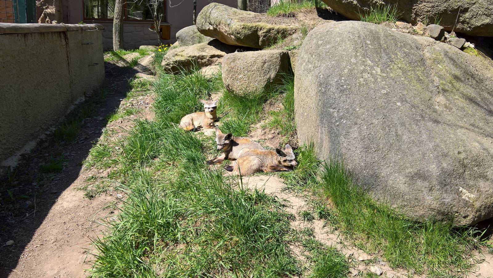 East African bat-eared fox
