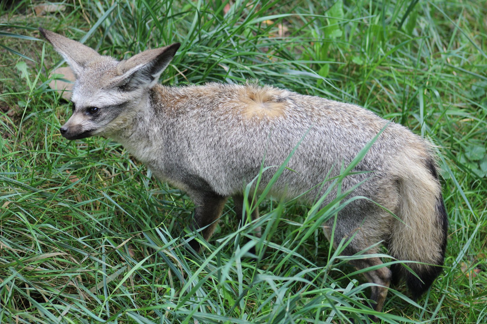 East African Bat-Eared Fox