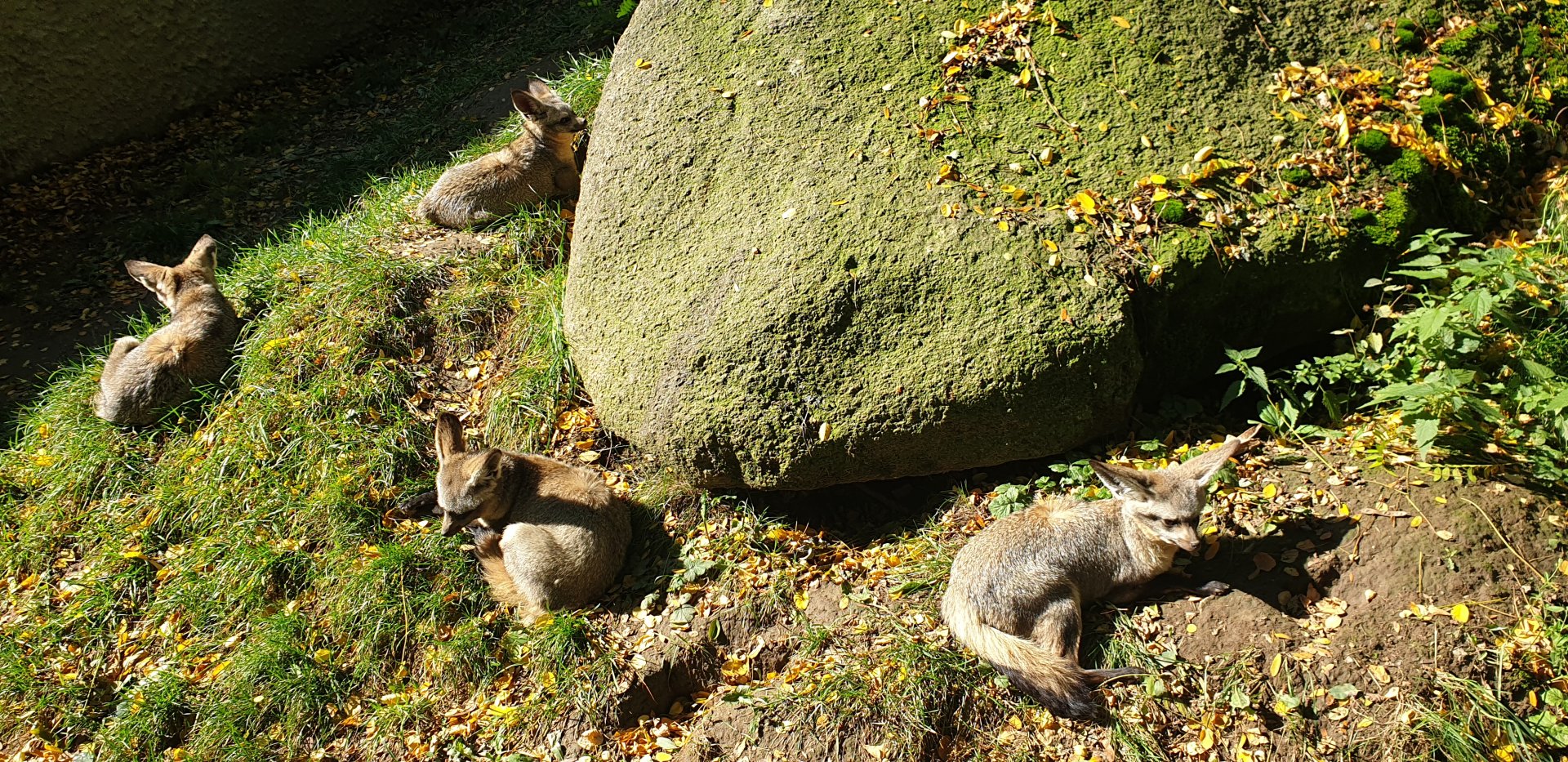 East African bat-eared fox