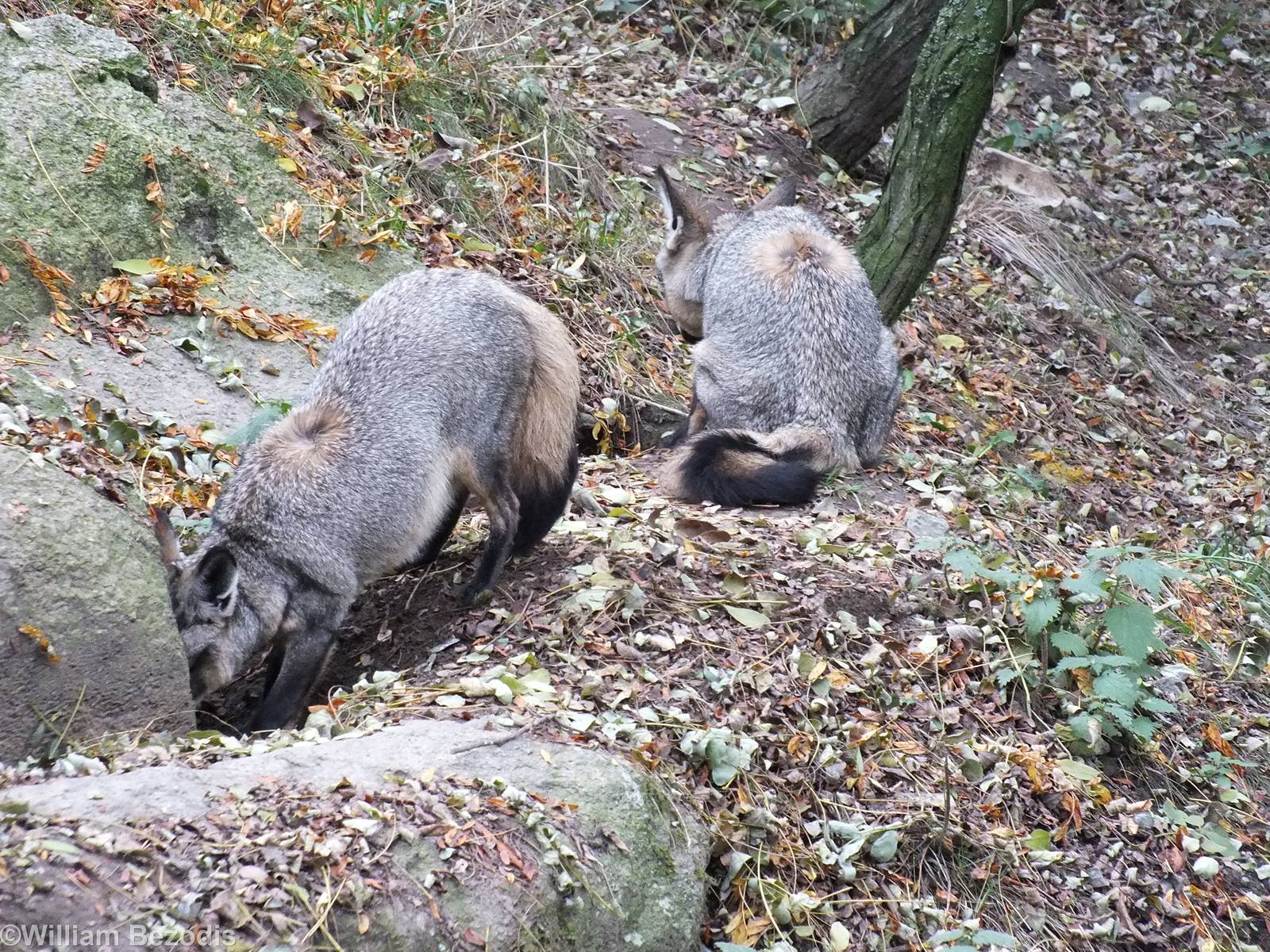 East African Bat-eared Foxes