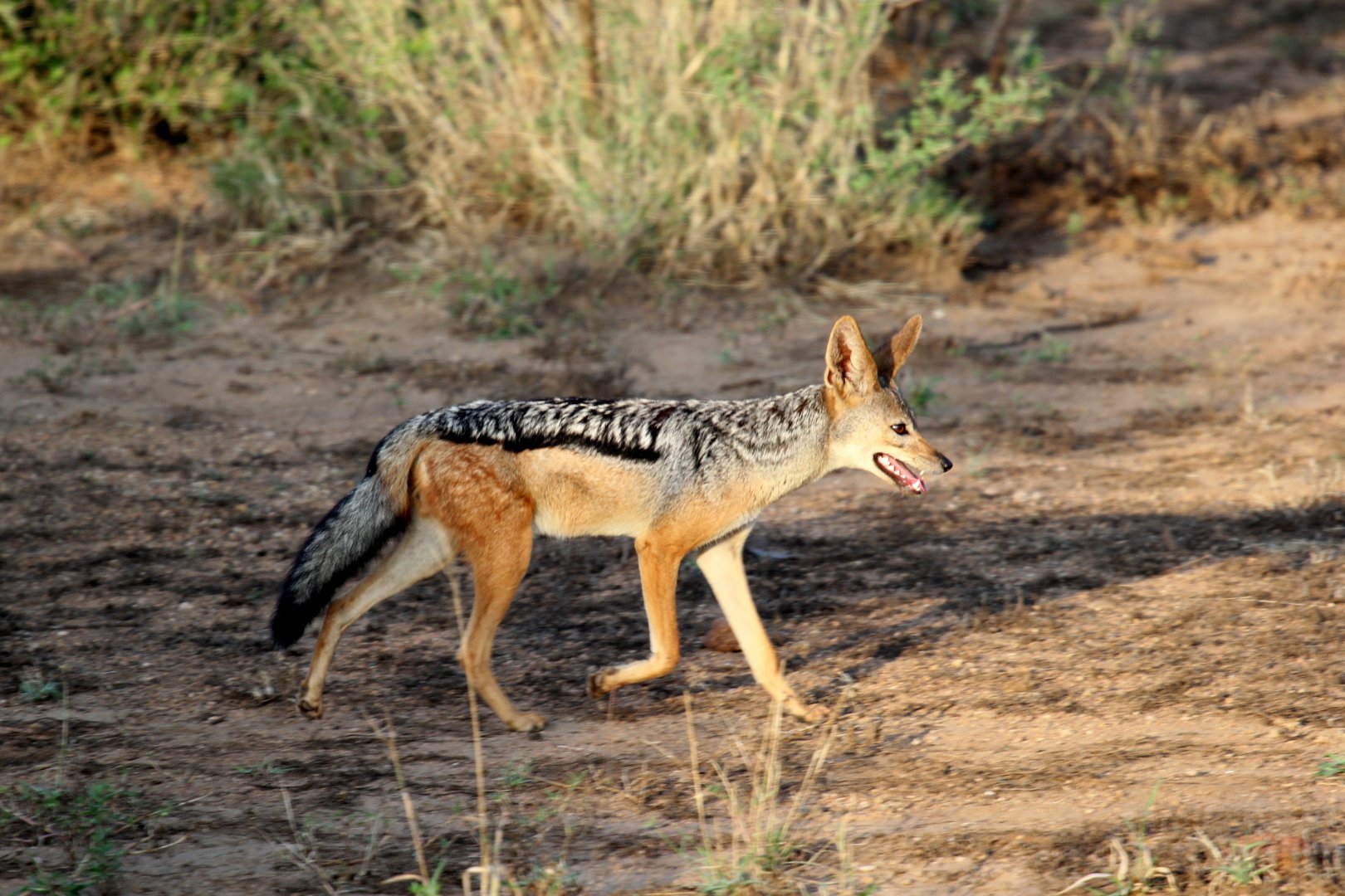 East African black-backed jackal (Canis mesomelas schmidti)