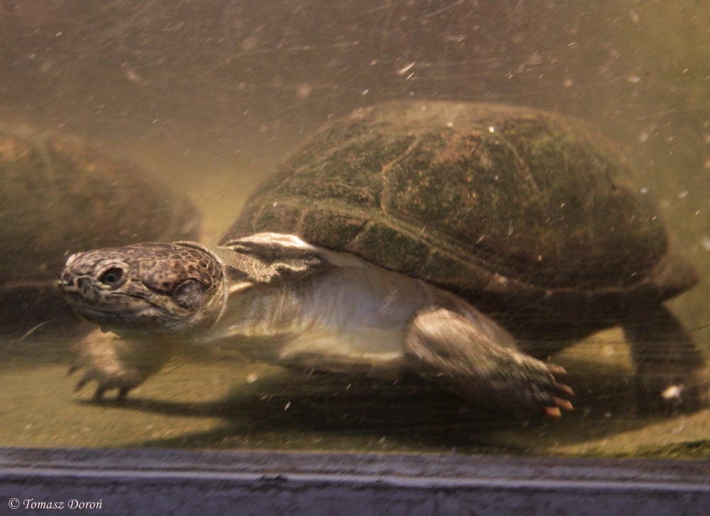 East African Black Mud Turtle (Pelusios subniger)