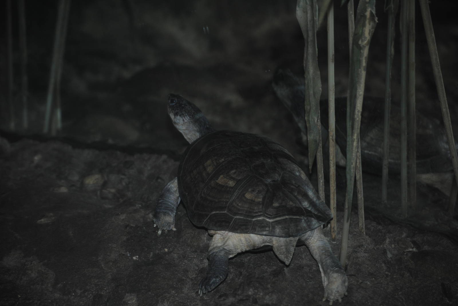 East African Black Mud Turtle