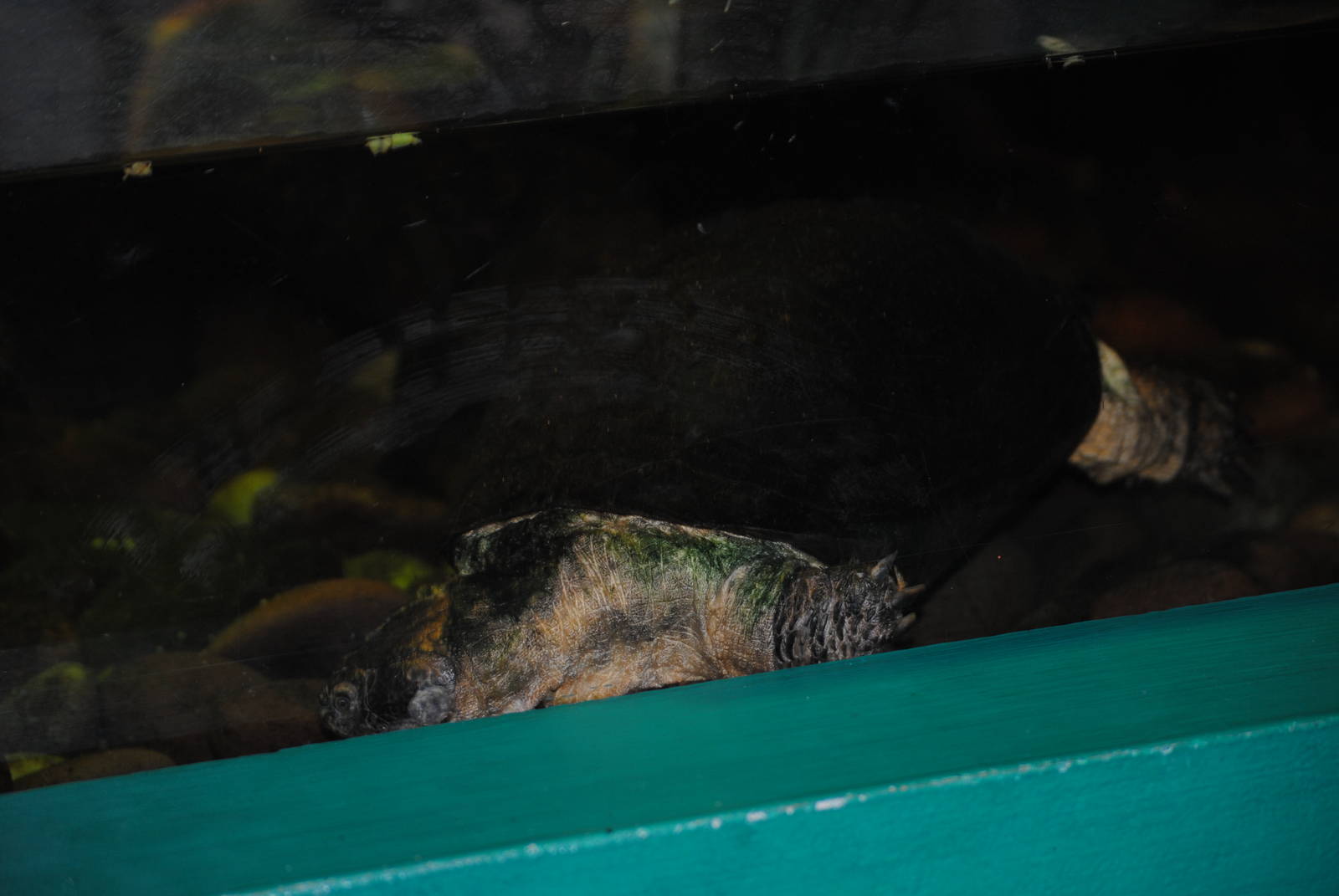 East African Black Mud Turtle