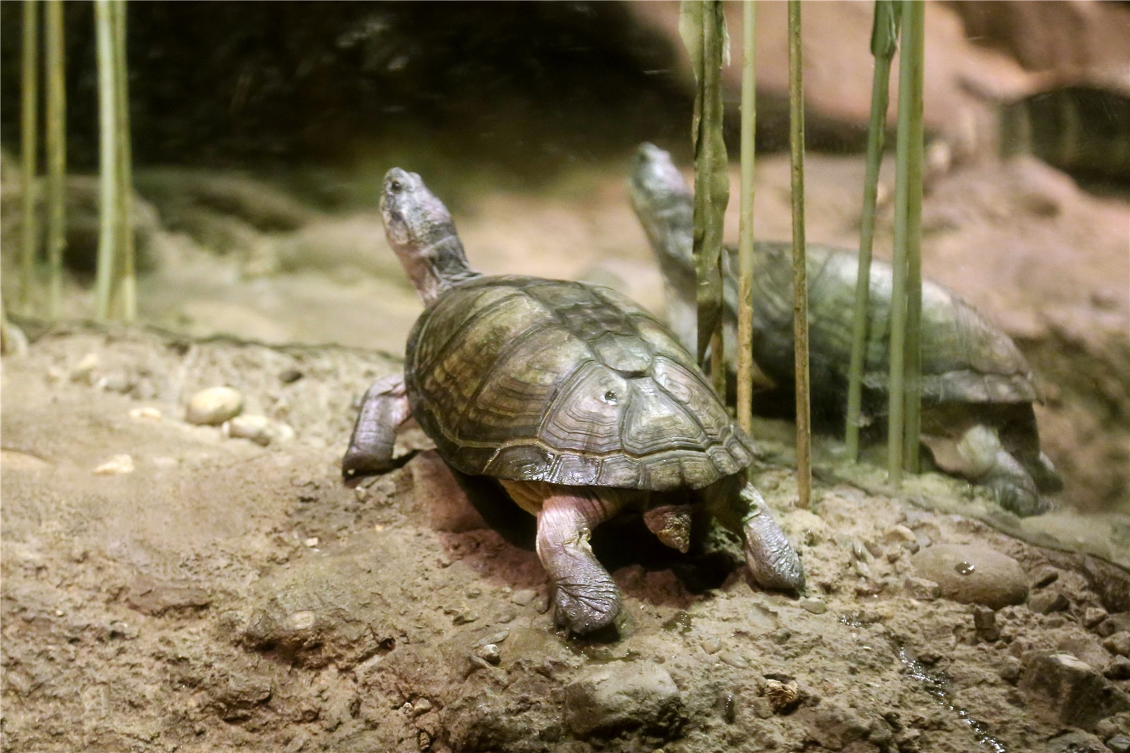 East African black mud turtle