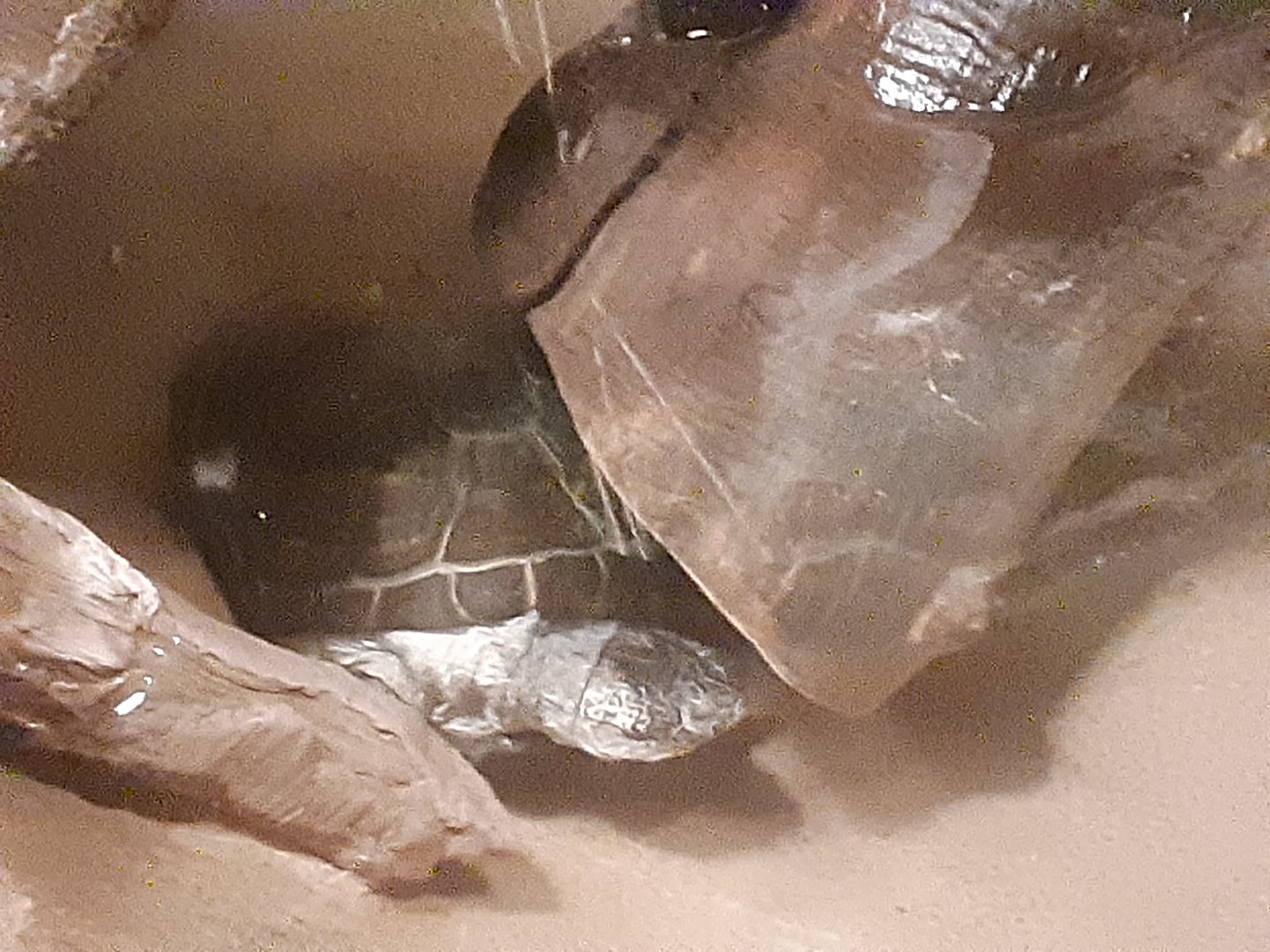 East African Black Mud Turtle