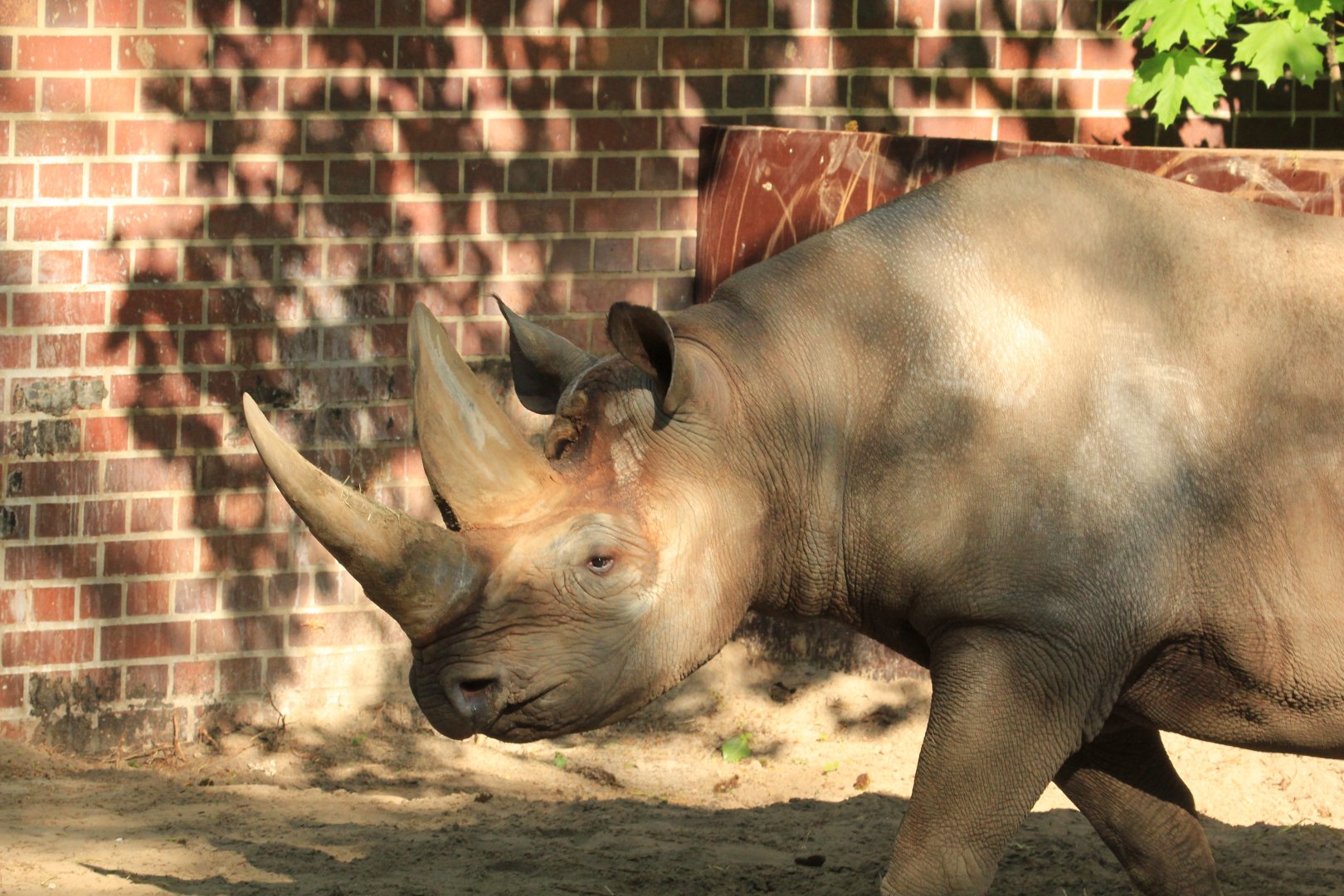 East African black rhino (April 2018)