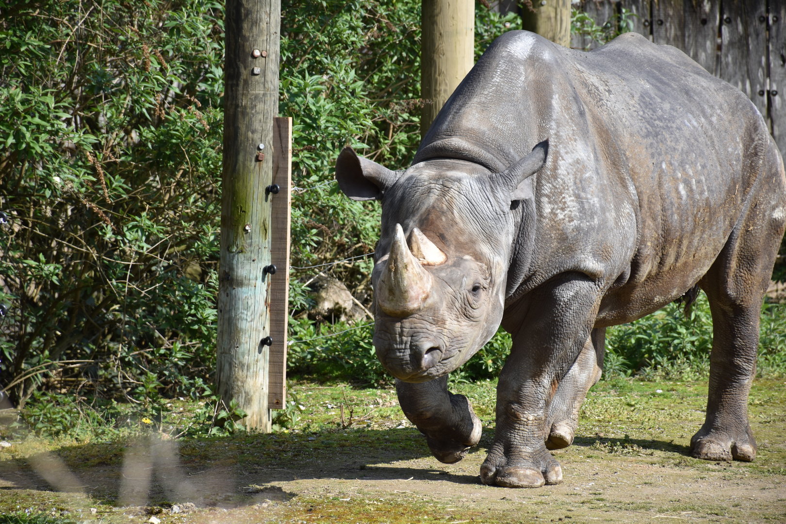 East African black rhino