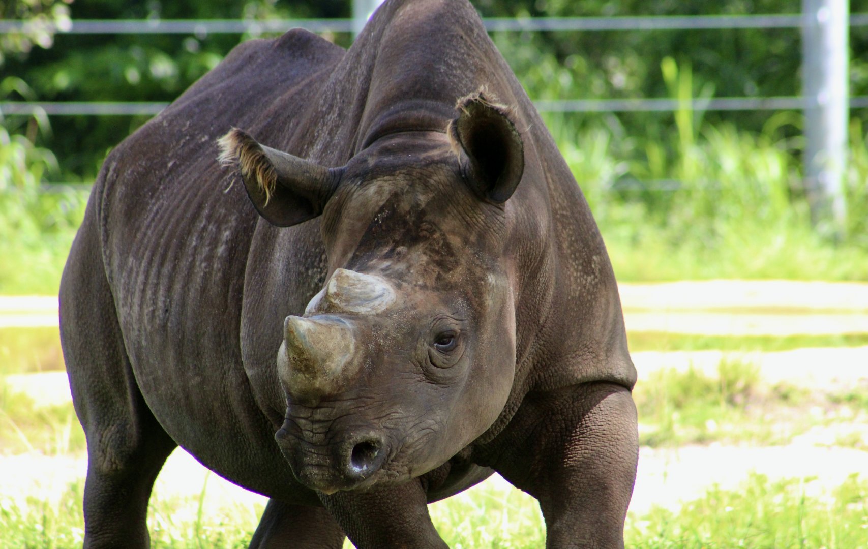East African Black Rhinoceros (Diceros bicornis michaeli)