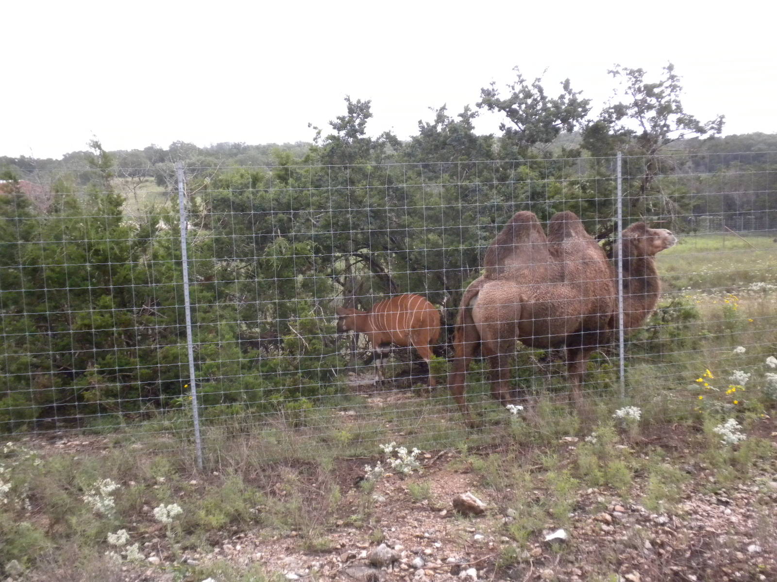 East African Bongo and Bactrian Camel