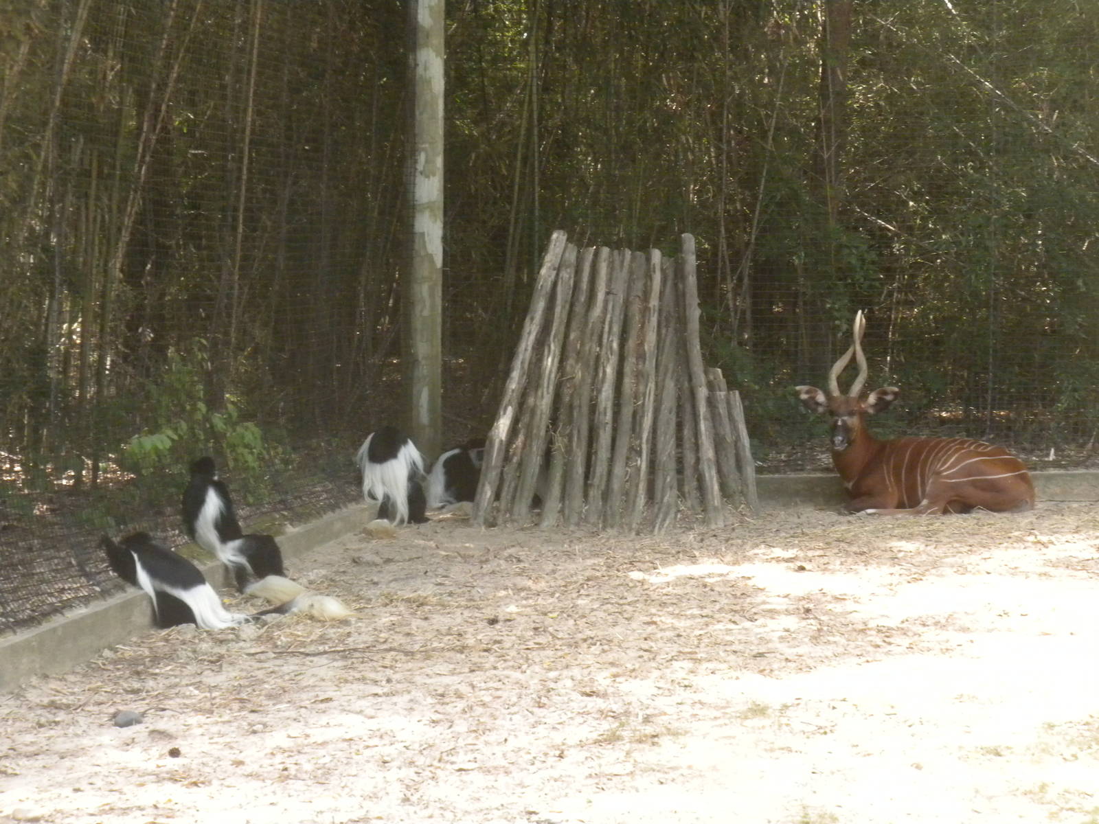 East African Bongo and Colobus Monkey