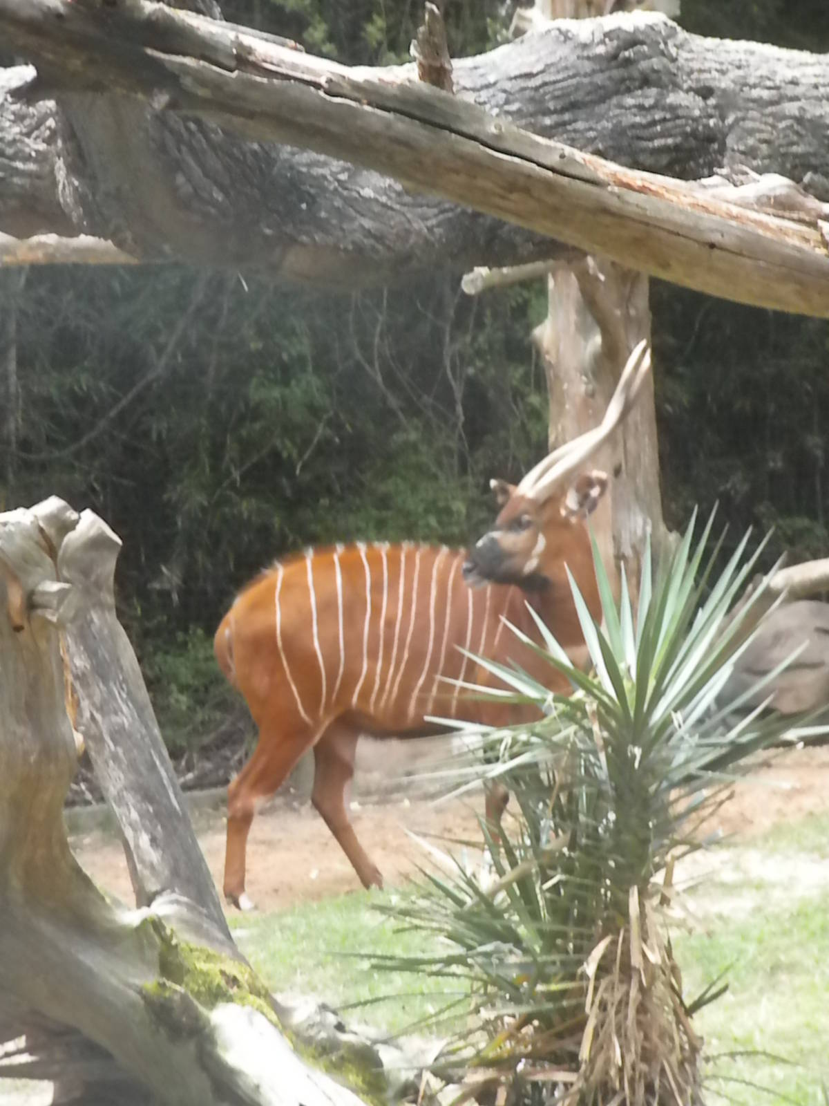 East African Bongo