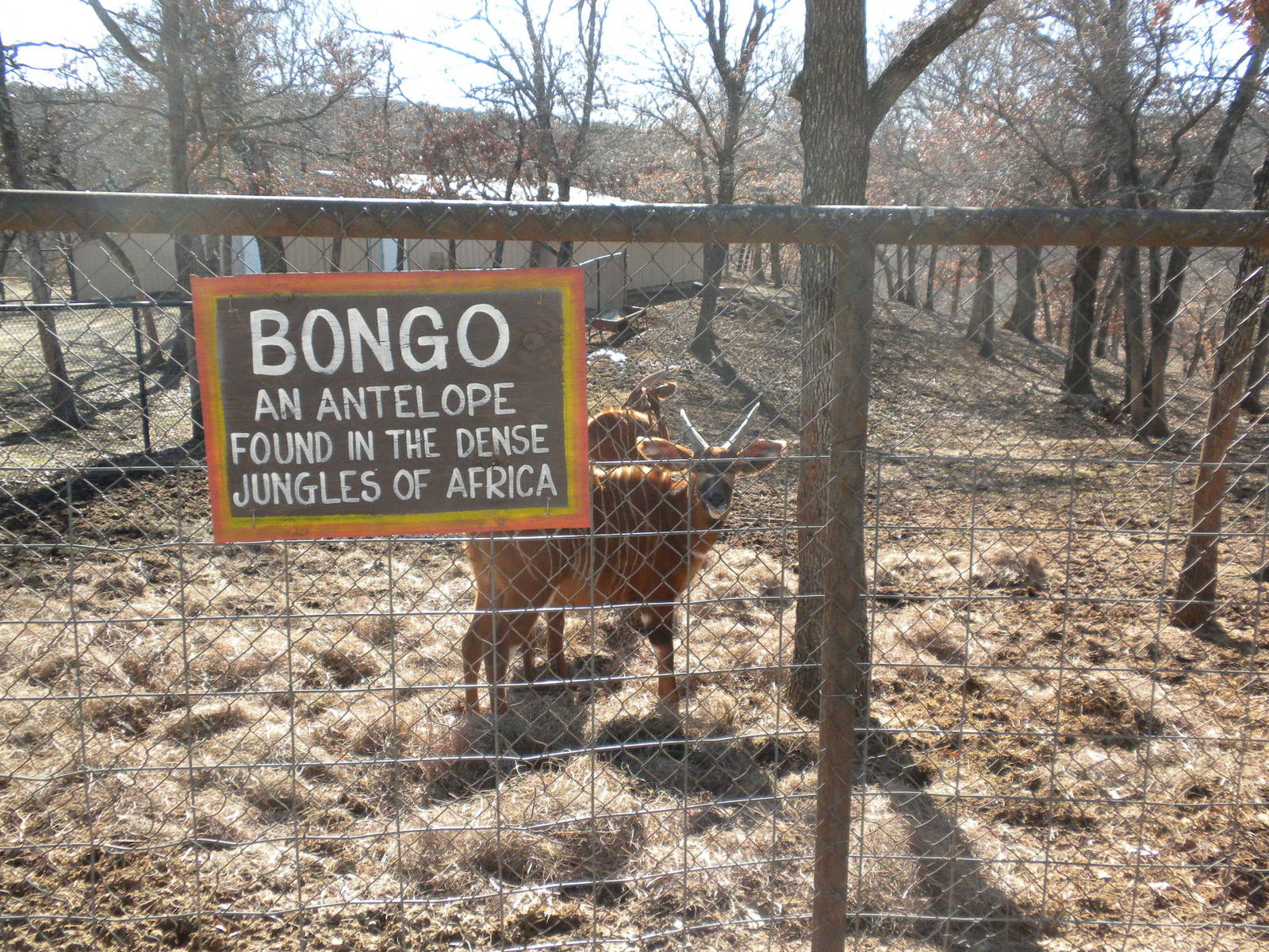 East African Bongo