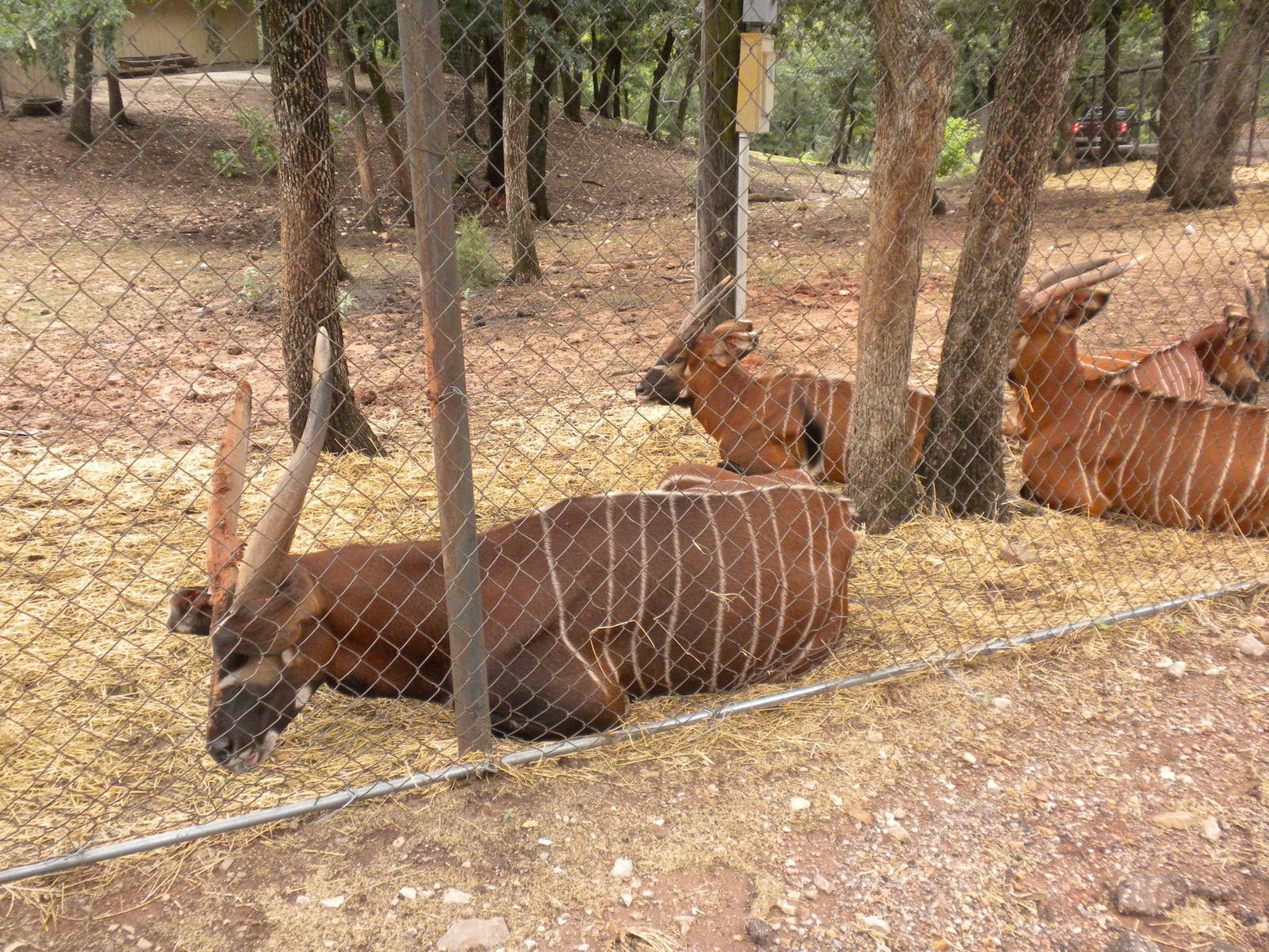 East African Bongo