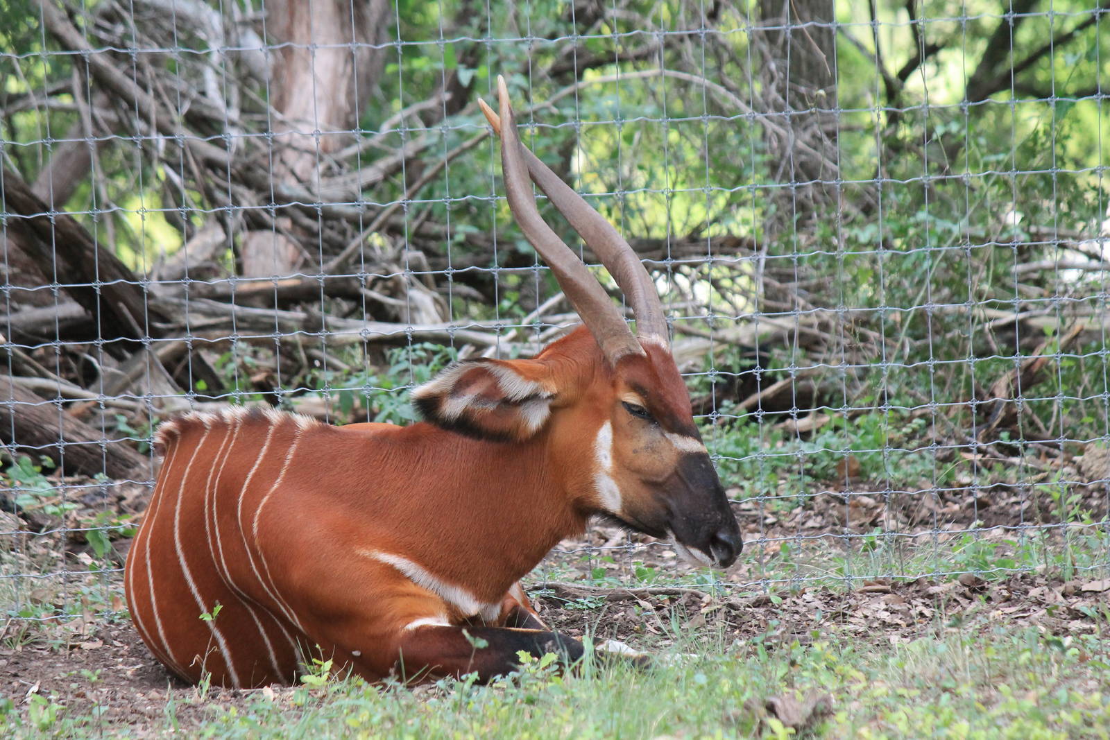 East African Bongo
