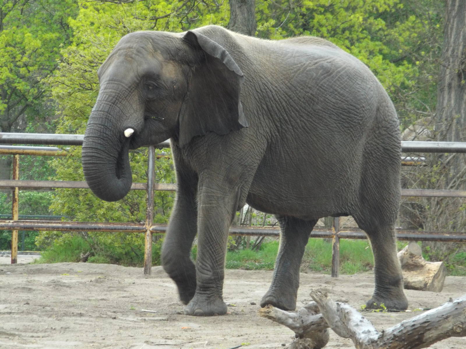 East African Bush Elephant (Loxodonta africana knochenhaueri) at Tierpark B