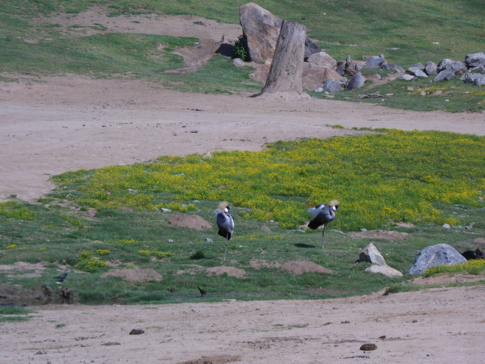 East African Crowed Crane