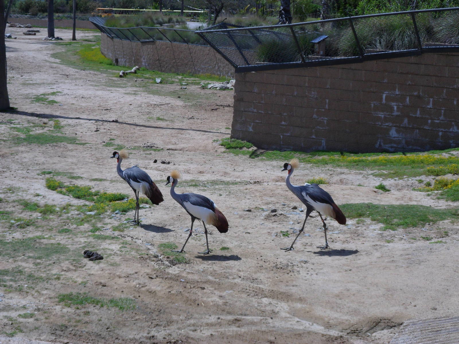 East African Crowed Crane