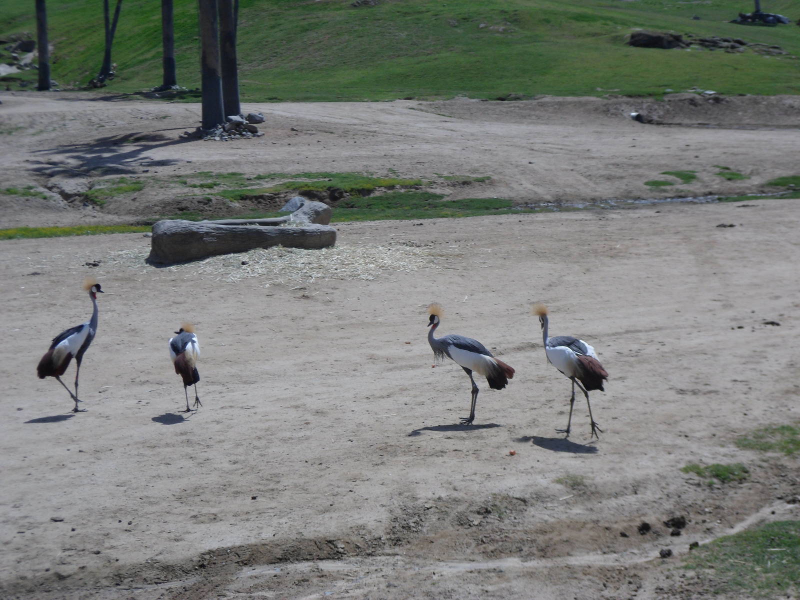 East African Crowed Crane