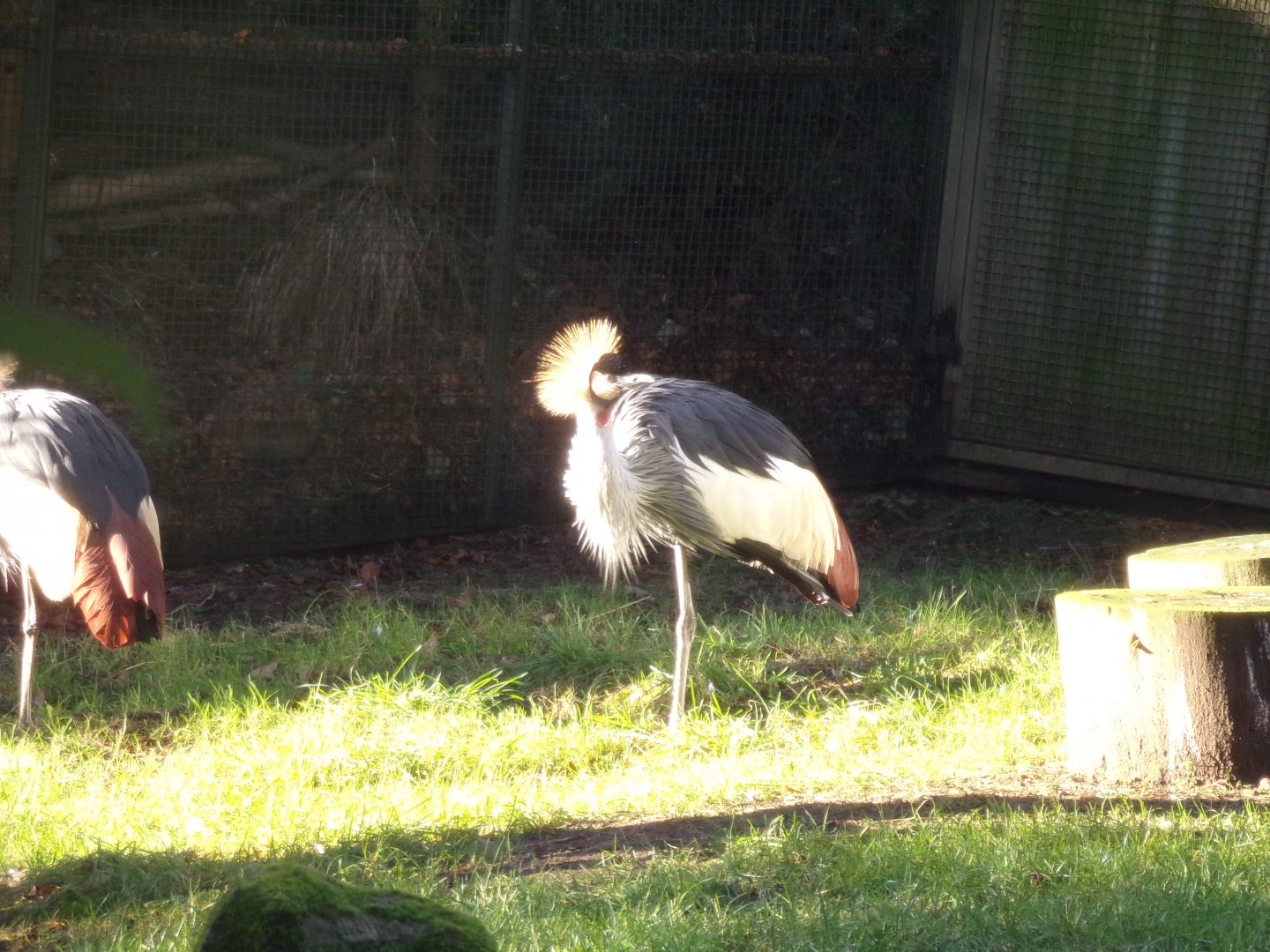 East African crowned crane 1.1.24