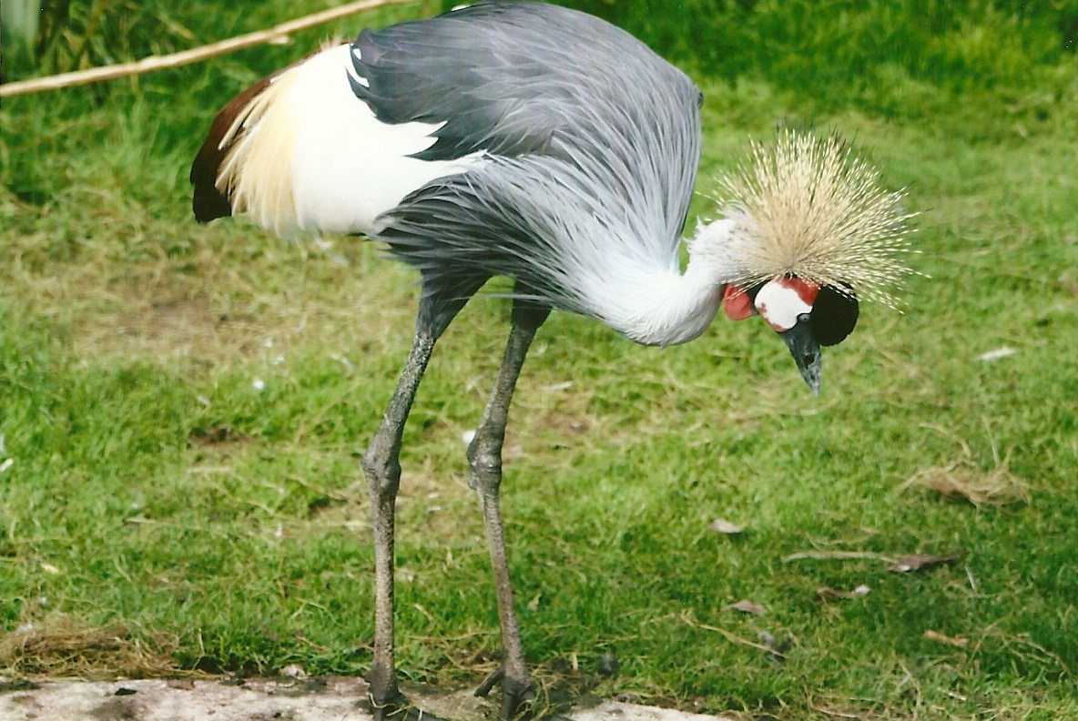 East African Crowned Crane 11th September 2012